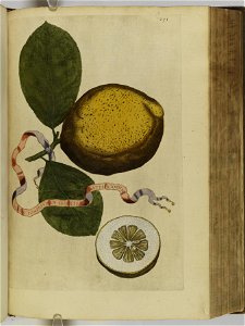 Hesperides sive de malorvm avreorvm cvltvra et vsv libri quatuor 1646 (6159028)