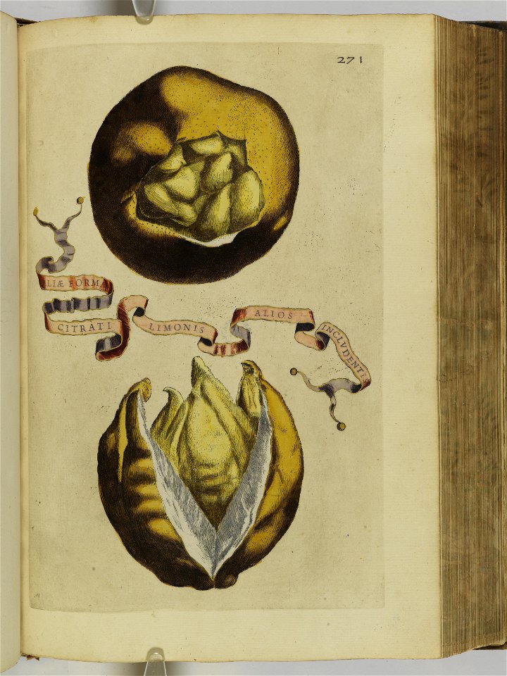 Hesperides sive de malorvm avreorvm cvltvra et vsv libri quatuor 1646 (6158780)