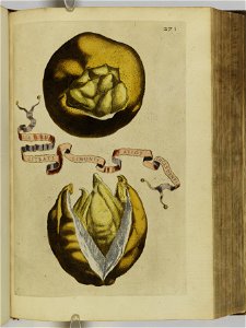 Hesperides sive de malorvm avreorvm cvltvra et vsv libri quatuor 1646 (6158780)
