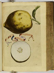 Hesperides sive de malorvm avreorvm cvltvra et vsv libri quatuor 1646 (6159381)