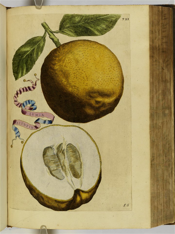 Hesperides sive de malorvm avreorvm cvltvra et vsv libri quatuor 1646 (6159287)