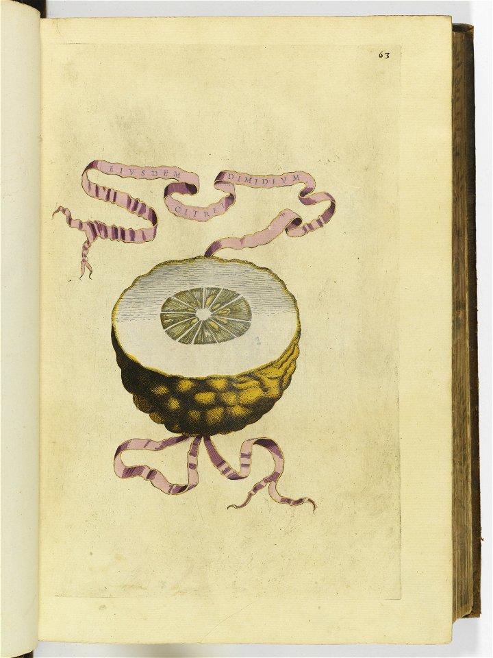 Hesperides sive de malorvm avreorvm cvltvra et vsv libri quatuor 1646 (6156986)