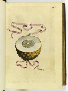 Hesperides sive de malorvm avreorvm cvltvra et vsv libri quatuor 1646 (6156986)