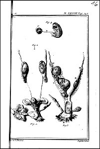 Histoire naturelle, generale et particuliere avec la description du cabinet du roi. tome quinzieme 1764 (131587448)