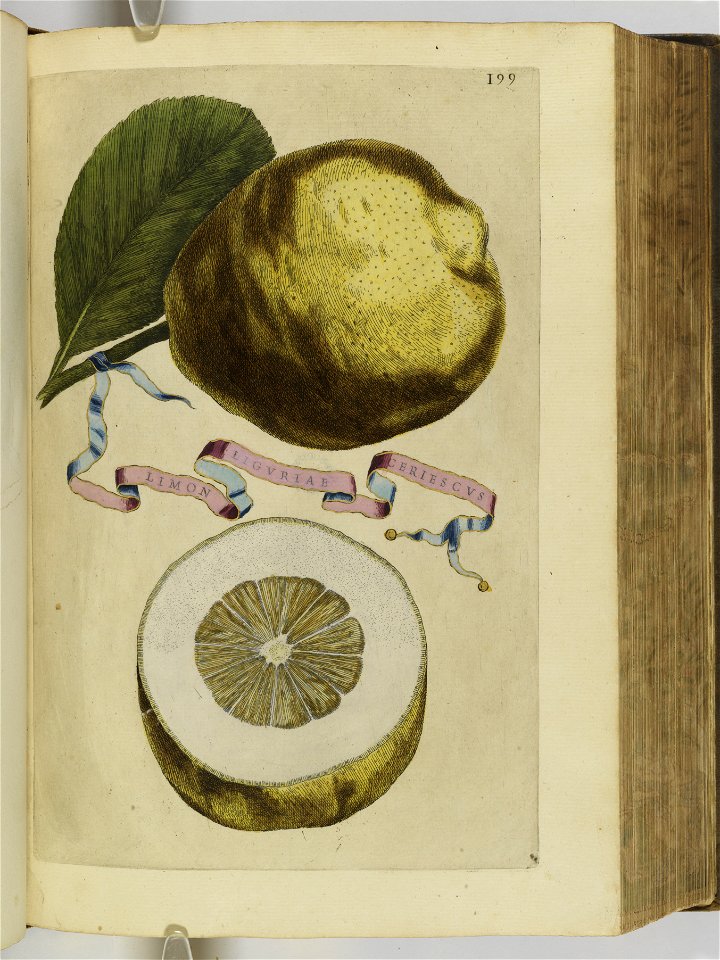 Hesperides sive de malorvm avreorvm cvltvra et vsv libri quatuor 1646 (6158012)