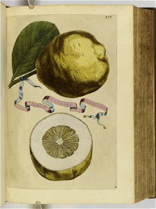 Hesperides sive de malorvm avreorvm cvltvra et vsv libri quatuor 1646 (6158012)