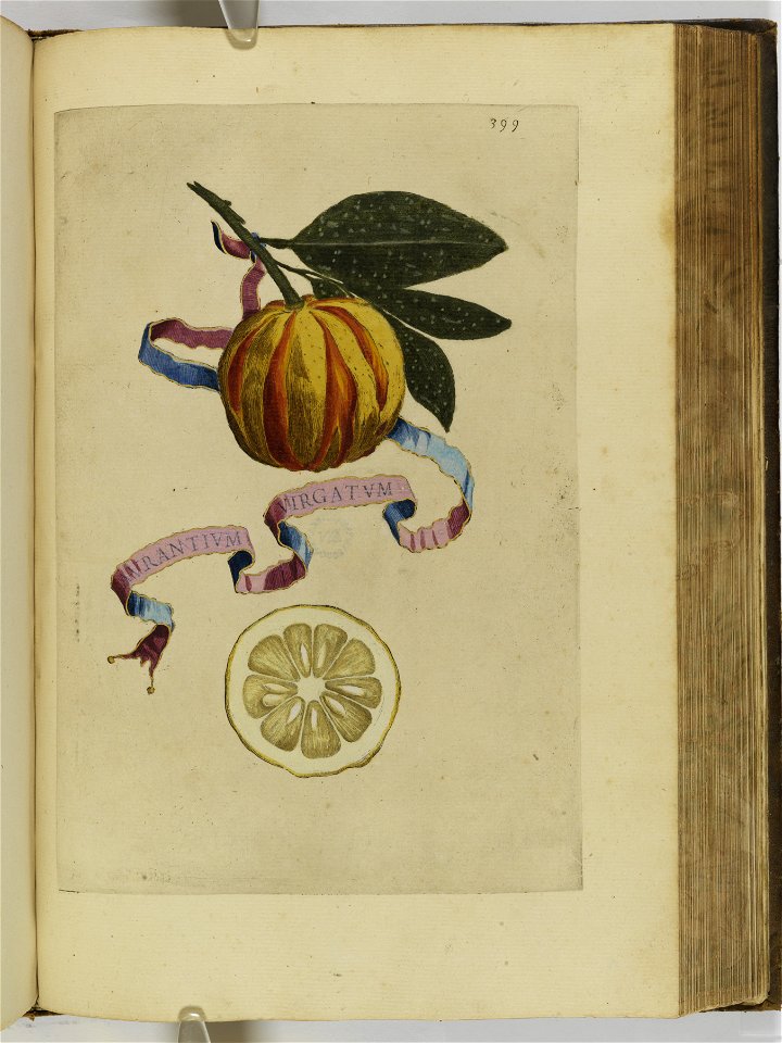 Hesperides sive de malorvm avreorvm cvltvra et vsv libri quatuor 1646 (6159974)