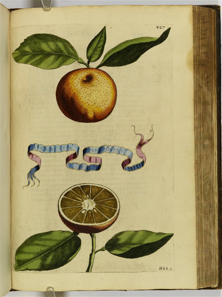 Hesperides sive de malorvm avreorvm cvltvra et vsv libri quatuor 1646 (6160234)