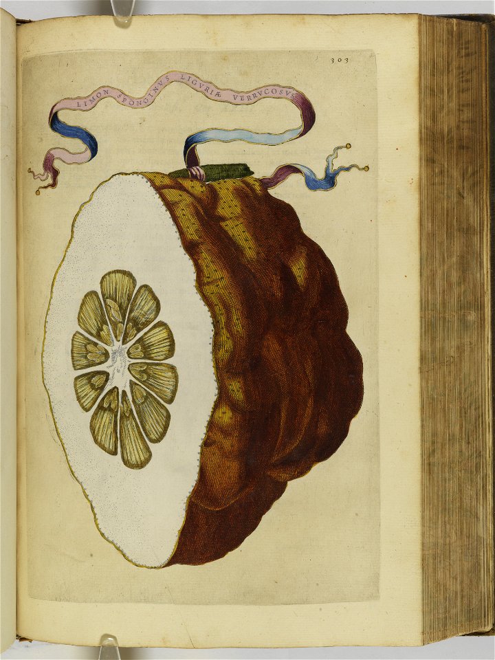 Hesperides sive de malorvm avreorvm cvltvra et vsv libri quatuor 1646 (6159114)