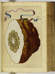 Hesperides sive de malorvm avreorvm cvltvra et vsv libri quatuor 1646 (6159114)
