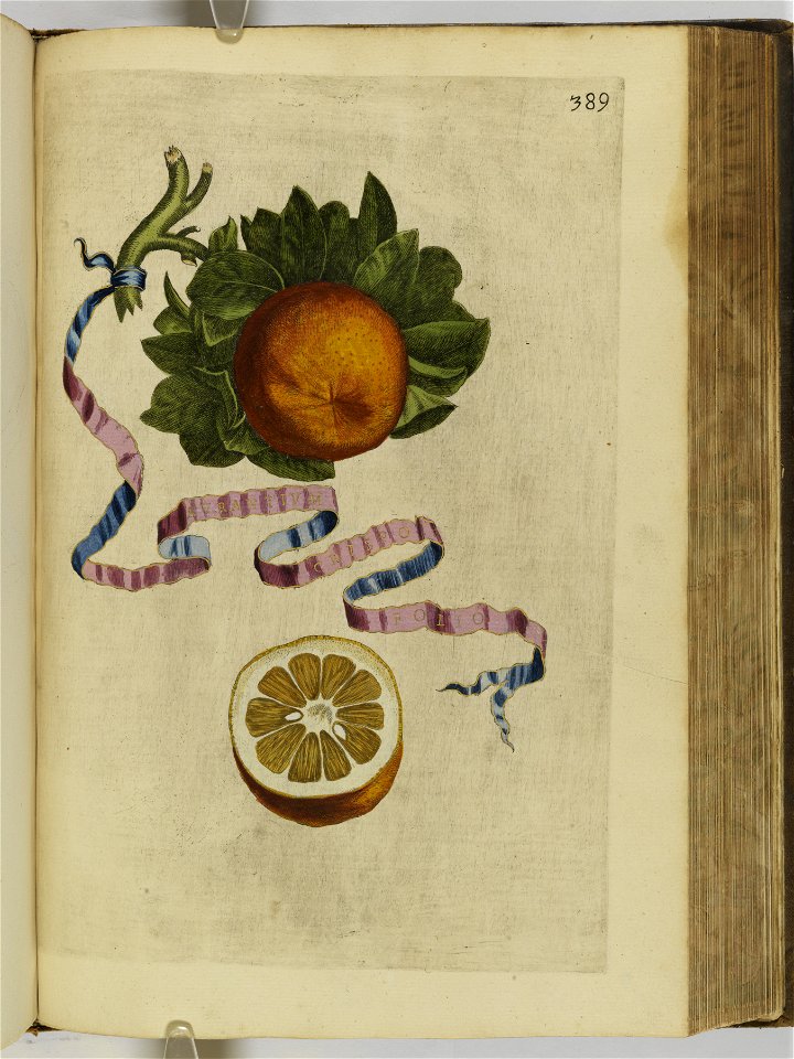 Hesperides sive de malorvm avreorvm cvltvra et vsv libri quatuor 1646 (6159875)