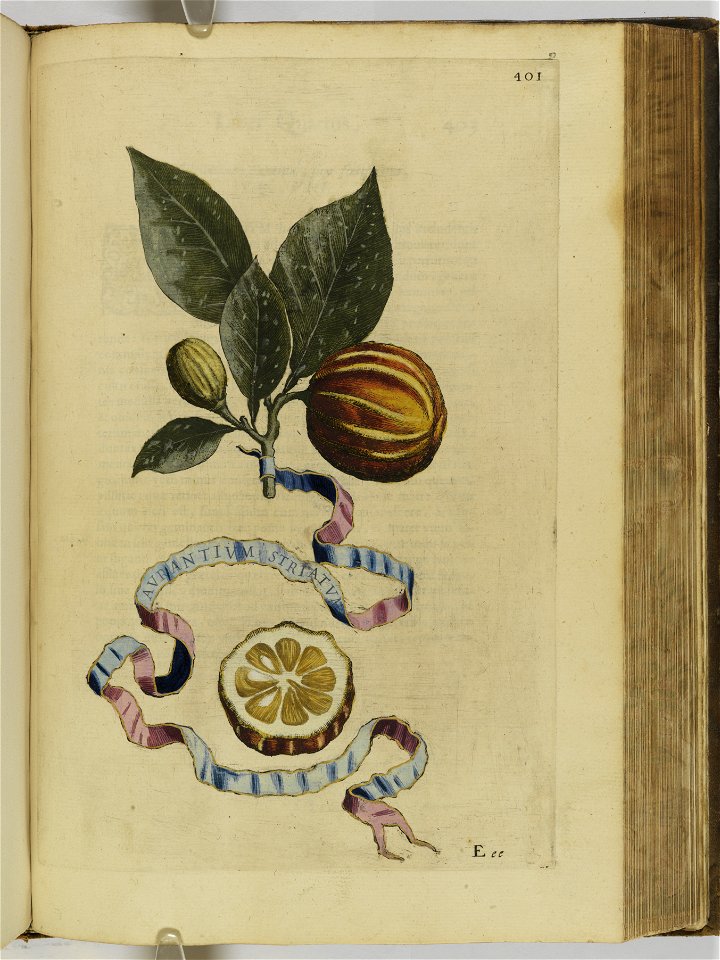 Hesperides sive de malorvm avreorvm cvltvra et vsv libri quatuor 1646 (6159997)