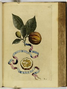 Hesperides sive de malorvm avreorvm cvltvra et vsv libri quatuor 1646 (6159997)