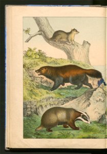 Historja naturalna zwierzat ssacych 1899 (103883124)