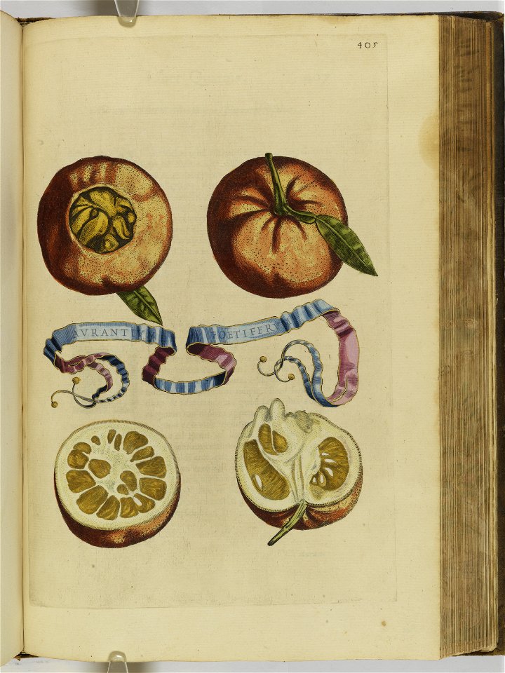 Hesperides sive de malorvm avreorvm cvltvra et vsv libri quatuor 1646 (6160035)