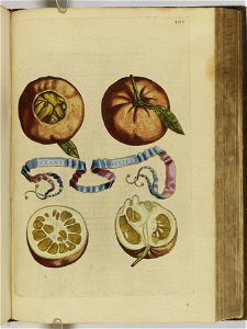 Hesperides sive de malorvm avreorvm cvltvra et vsv libri quatuor 1646 (6160035)