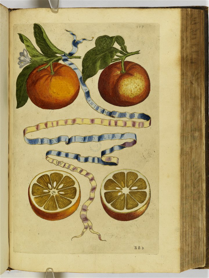 Hesperides sive de malorvm avreorvm cvltvra et vsv libri quatuor 1646 (6159761)