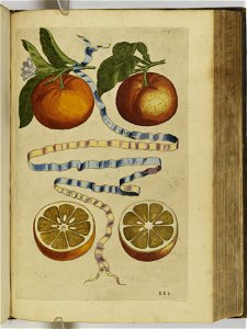 Hesperides sive de malorvm avreorvm cvltvra et vsv libri quatuor 1646 (6159761)