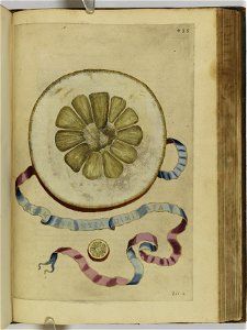 Hesperides sive de malorvm avreorvm cvltvra et vsv libri quatuor 1646 (6160307)