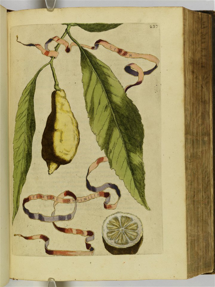 Hesperides sive de malorvm avreorvm cvltvra et vsv libri quatuor 1646 (6158413)