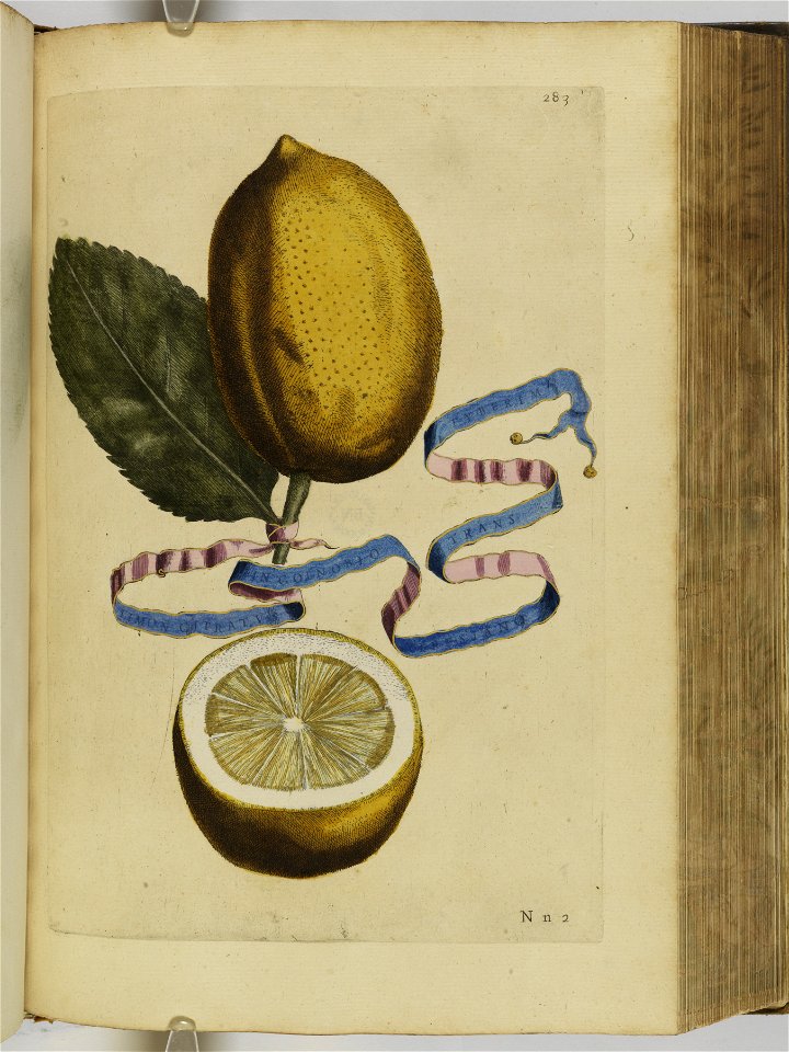 Hesperides sive de malorvm avreorvm cvltvra et vsv libri quatuor 1646 (6158892)