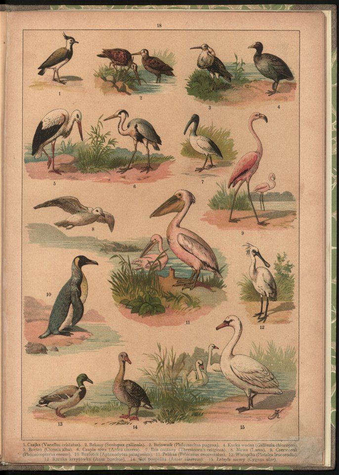 Historya naturalna w obrazach 1891 (47531315)