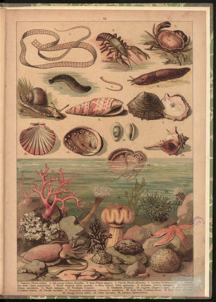 Historya naturalna w obrazach 1891 (47531434)