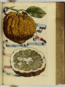 Hesperides sive de malorvm avreorvm cvltvra et vsv libri quatuor 1646 (6159493)