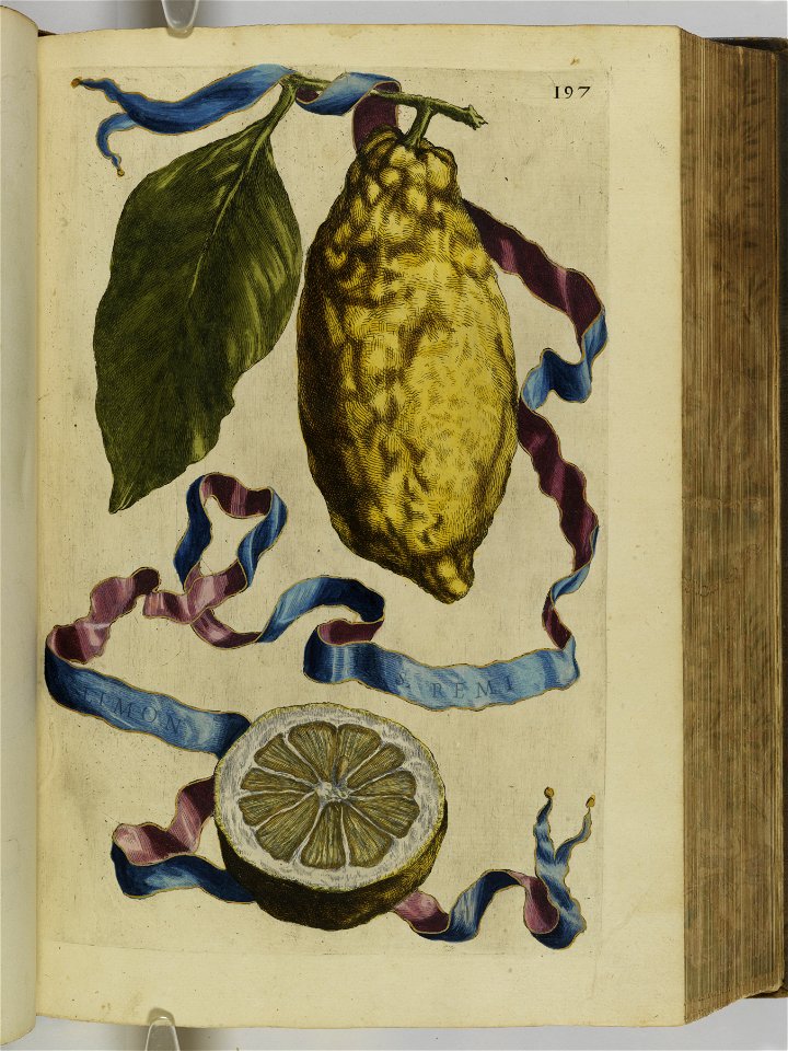 Hesperides sive de malorvm avreorvm cvltvra et vsv libri quatuor 1646 (6157988)
