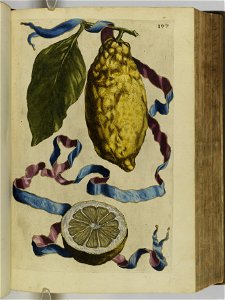 Hesperides sive de malorvm avreorvm cvltvra et vsv libri quatuor 1646 (6157988)