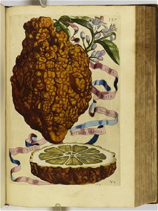 Hesperides sive de malorvm avreorvm cvltvra et vsv libri quatuor 1646 (6159468)