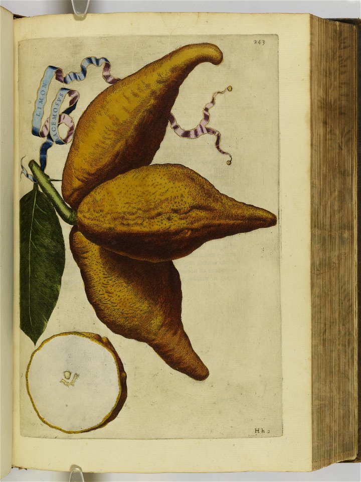 Hesperides sive de malorvm avreorvm cvltvra et vsv libri quatuor 1646 (6158475)