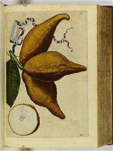 Hesperides sive de malorvm avreorvm cvltvra et vsv libri quatuor 1646 (6158475)
