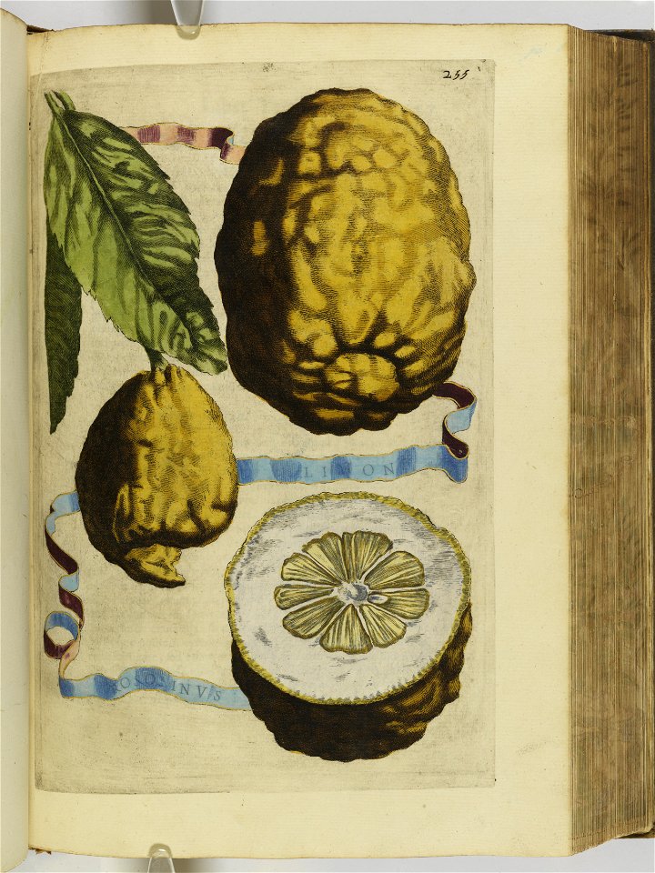 Hesperides sive de malorvm avreorvm cvltvra et vsv libri quatuor 1646 (6158609)