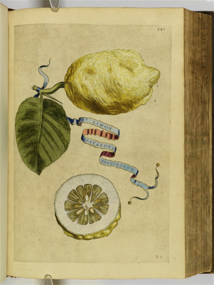 Hesperides sive de malorvm avreorvm cvltvra et vsv libri quatuor 1646 (6158450)