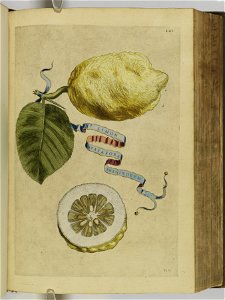 Hesperides sive de malorvm avreorvm cvltvra et vsv libri quatuor 1646 (6158450)
