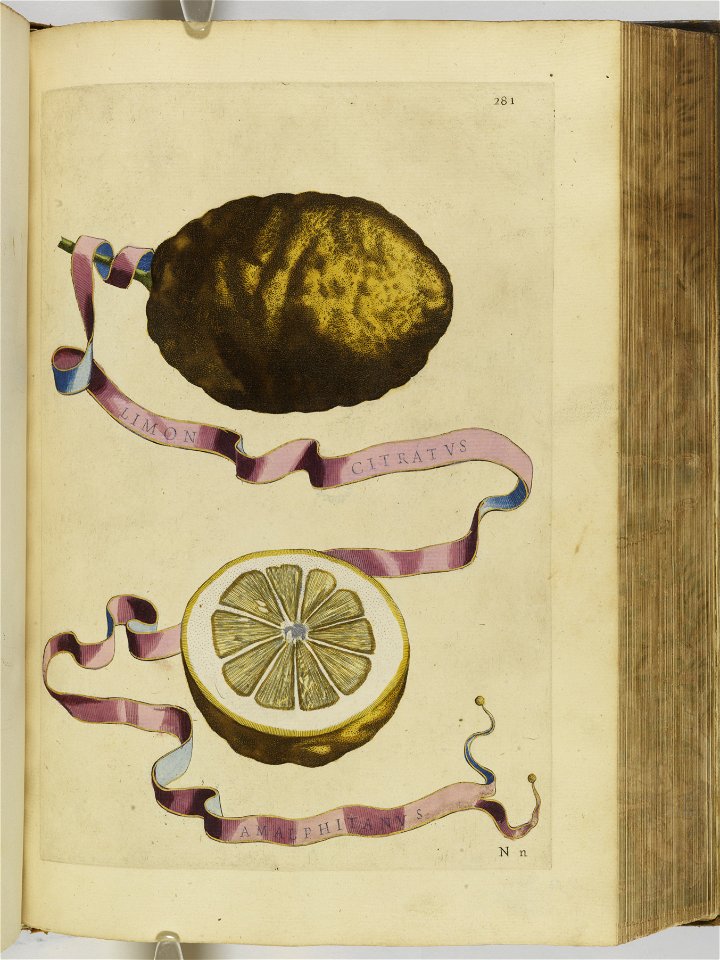 Hesperides sive de malorvm avreorvm cvltvra et vsv libri quatuor 1646 (6158868)