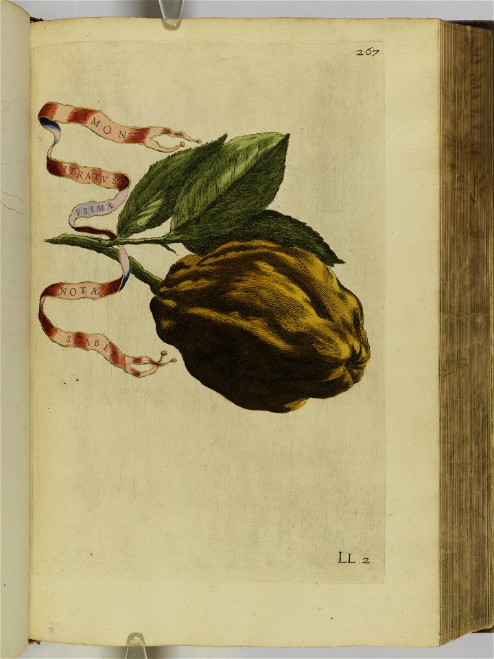 Hesperides sive de malorvm avreorvm cvltvra et vsv libri quatuor 1646 (6158728)