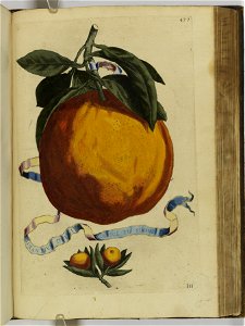 Hesperides sive de malorvm avreorvm cvltvra et vsv libri quatuor 1646 (6160283)