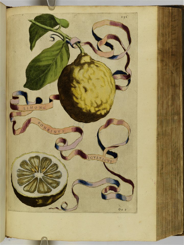 Hesperides sive de malorvm avreorvm cvltvra et vsv libri quatuor 1646 (6158978)