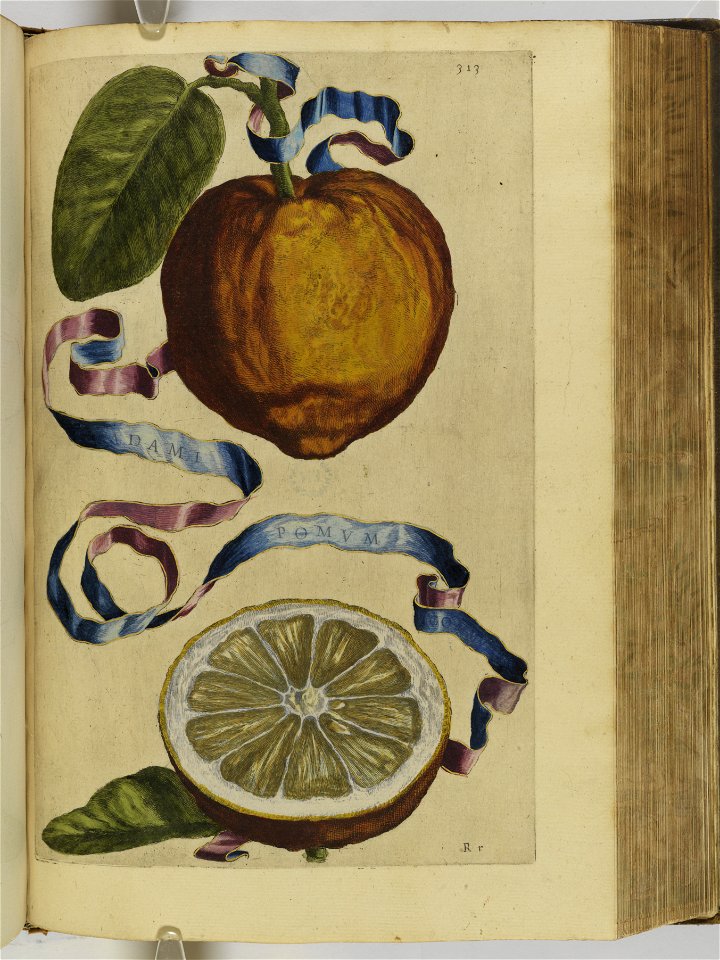 Hesperides sive de malorvm avreorvm cvltvra et vsv libri quatuor 1646 (6159212)