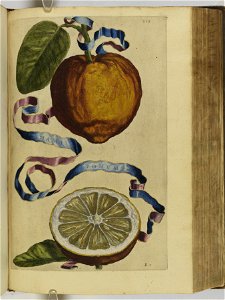 Hesperides sive de malorvm avreorvm cvltvra et vsv libri quatuor 1646 (6159212)