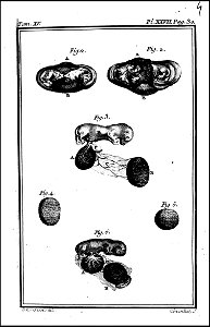 Histoire naturelle, generale et particuliere avec la description du cabinet du roi. tome quinzieme 1764 (131587226)