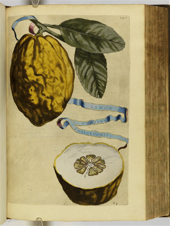 Hesperides sive de malorvm avreorvm cvltvra et vsv libri quatuor 1646 (6159055)