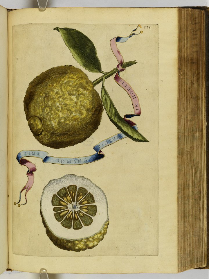 Hesperides sive de malorvm avreorvm cvltvra et vsv libri quatuor 1646 (6159445)