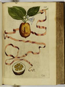 Hesperides sive de malorvm avreorvm cvltvra et vsv libri quatuor 1646 (6159840)