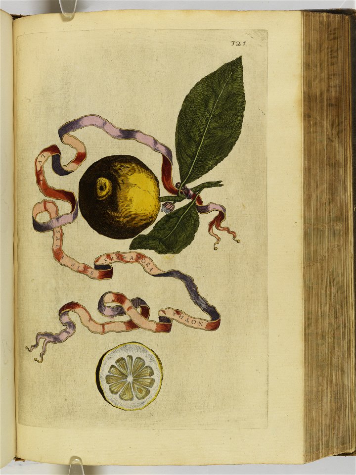 Hesperides sive de malorvm avreorvm cvltvra et vsv libri quatuor 1646 (6159335)