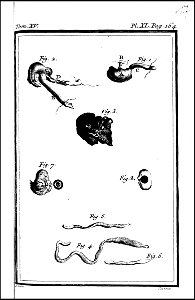 Histoire naturelle, generale et particuliere avec la description du cabinet du roi. tome quinzieme 1764 (131587491)