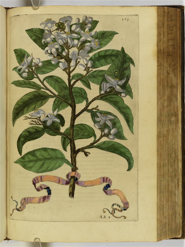 Hesperides sive de malorvm avreorvm cvltvra et vsv libri quatuor 1646 (6159708)