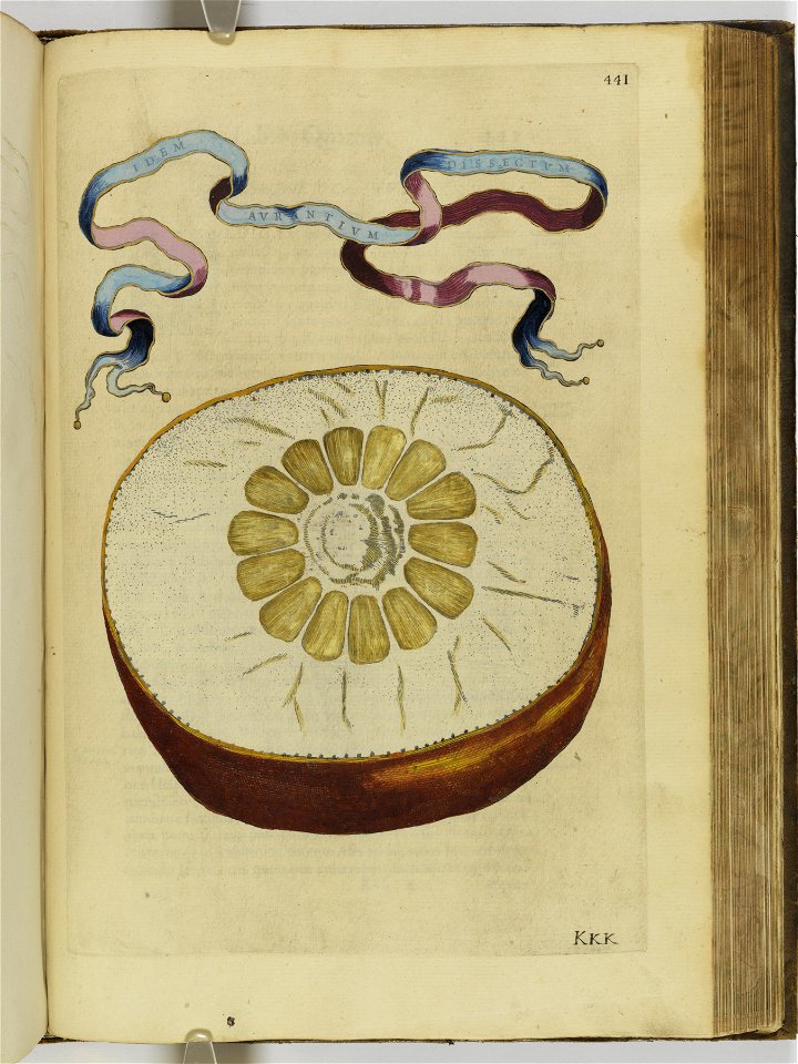 Hesperides sive de malorvm avreorvm cvltvra et vsv libri quatuor 1646 (6160372)